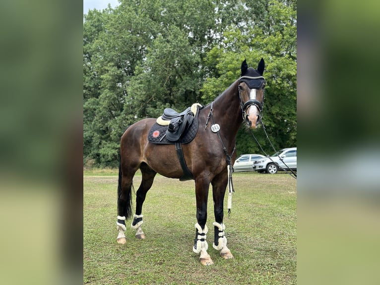 Deutsches Sportpferd Wallach 7 Jahre 170 cm Dunkelbrauner in Potsdam