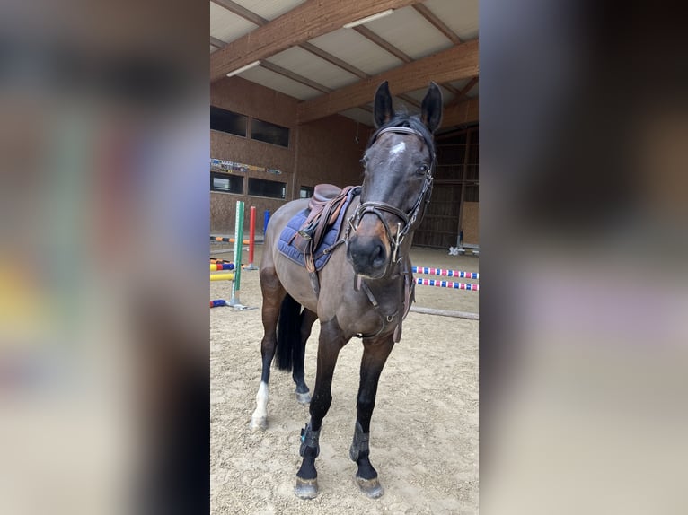 Deutsches Sportpferd Wallach 7 Jahre 170 cm Dunkelbrauner in Luzern