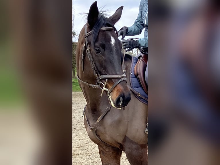 Deutsches Sportpferd Wallach 7 Jahre 170 cm Dunkelbrauner in Luzern