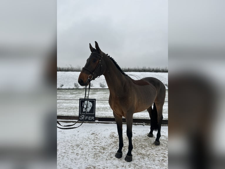 Deutsches Sportpferd Wallach 7 Jahre 170 cm Dunkelbrauner in Mengen