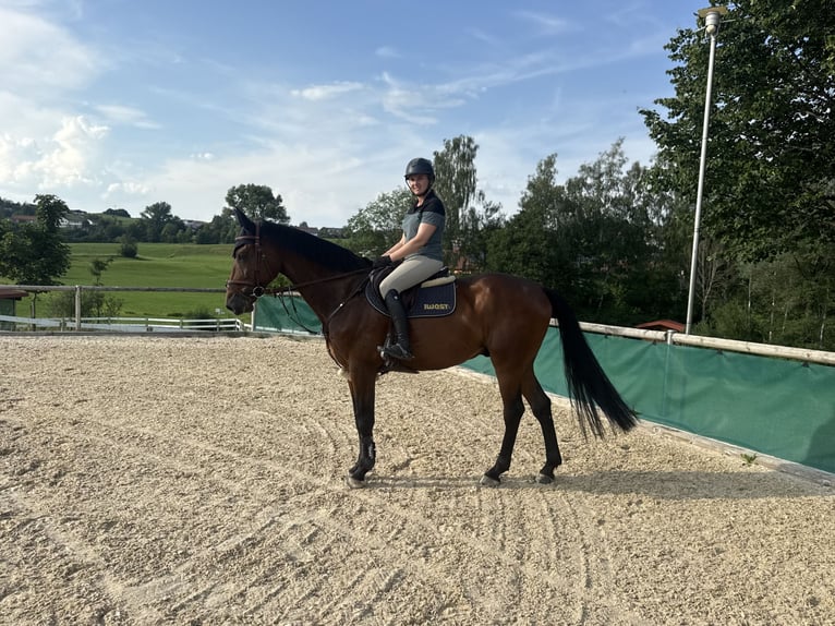 Deutsches Sportpferd Wallach 7 Jahre 170 cm Dunkelbrauner in Altusried