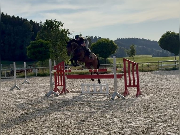 Deutsches Sportpferd Wallach 7 Jahre 170 cm Dunkelbrauner in Altusried
