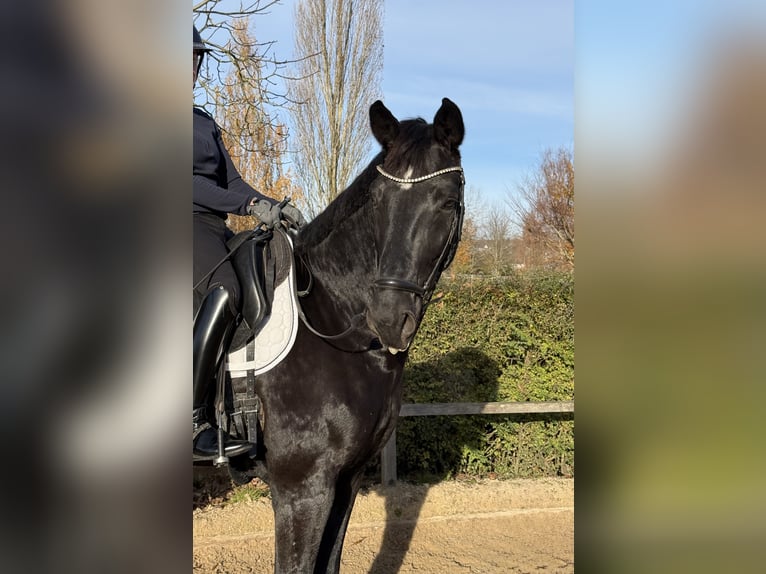 Deutsches Sportpferd Wallach 7 Jahre 170 cm Rappe in G&#xE4;ufelden