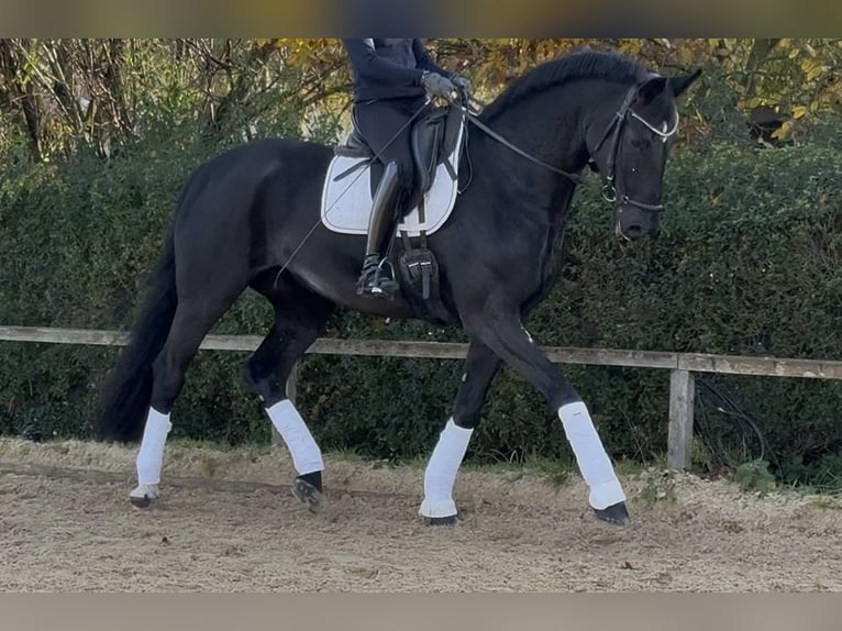 Deutsches Sportpferd Wallach 7 Jahre 170 cm Rappe in G&#xE4;ufelden