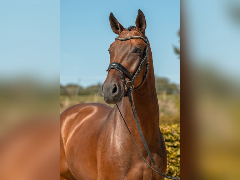 Deutsches Sportpferd Wallach 7 Jahre 172 cm Brauner in Gomadingen