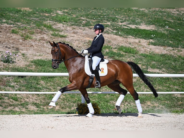 Deutsches Sportpferd Wallach 7 Jahre 172 cm Brauner in Gomadingen
