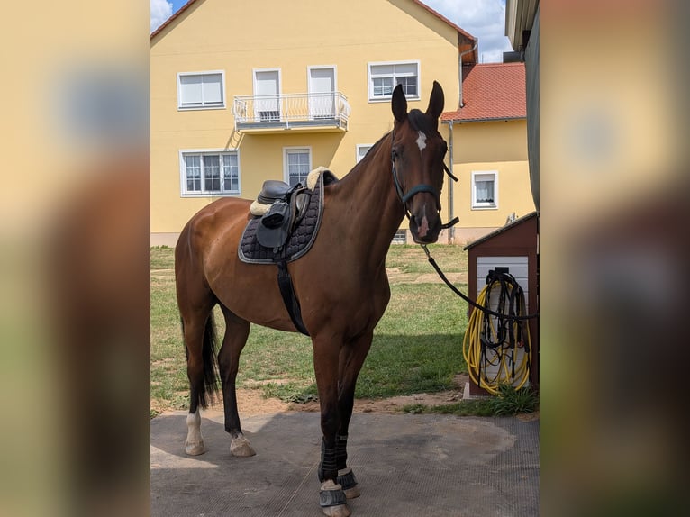 Deutsches Sportpferd Wallach 7 Jahre 172 cm Brauner in Weißenfels