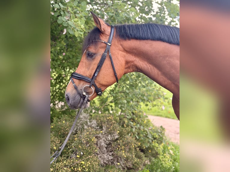 Deutsches Sportpferd Wallach 7 Jahre 172 cm Brauner in Königsfeld im Schwarzwald