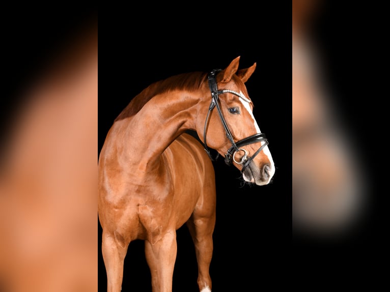 Deutsches Sportpferd Wallach 7 Jahre 172 cm Fuchs in Krefeld Deutsches Sportpferd Wallach 7 Jahre 172 cm Fuchs in Krefeld