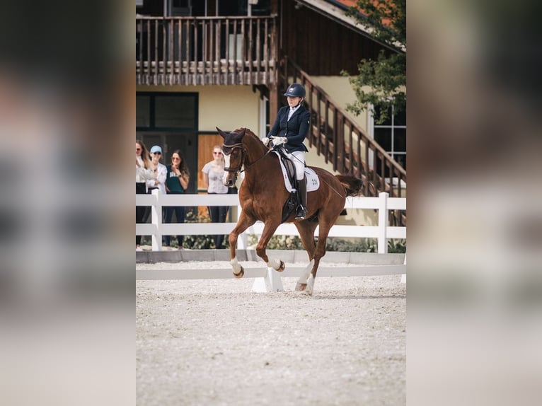Deutsches Sportpferd Wallach 7 Jahre 172 cm Fuchs in Frankfurt am Main
