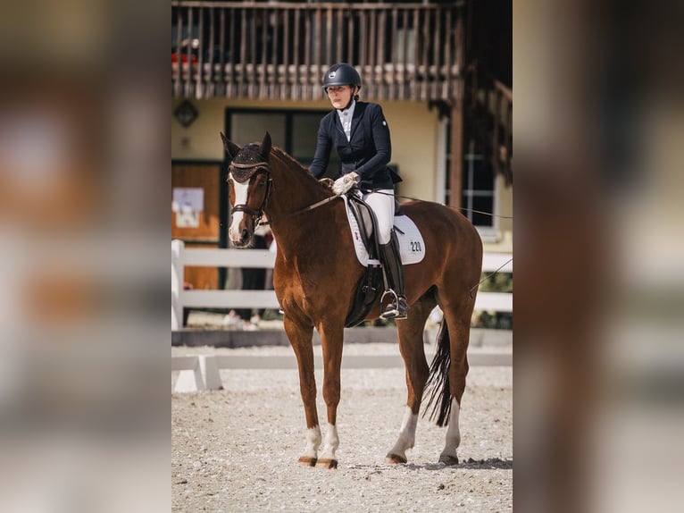 Deutsches Sportpferd Wallach 7 Jahre 172 cm Fuchs in Frankfurt am Main
