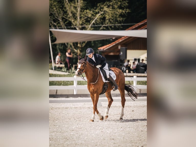 Deutsches Sportpferd Wallach 7 Jahre 172 cm Fuchs in Frankfurt am Main