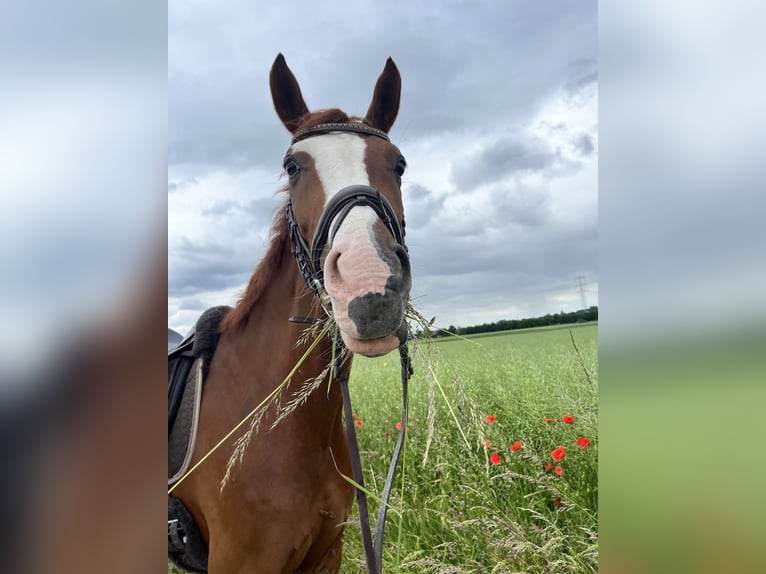 Deutsches Sportpferd Wallach 7 Jahre 172 cm Fuchs in Frankfurt am Main