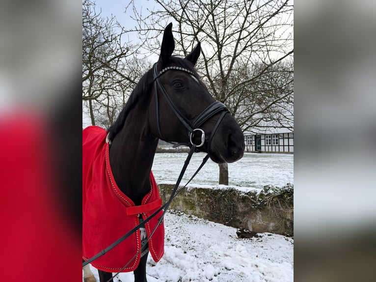 Deutsches Sportpferd Wallach 7 Jahre 172 cm Rappe in Lengerich