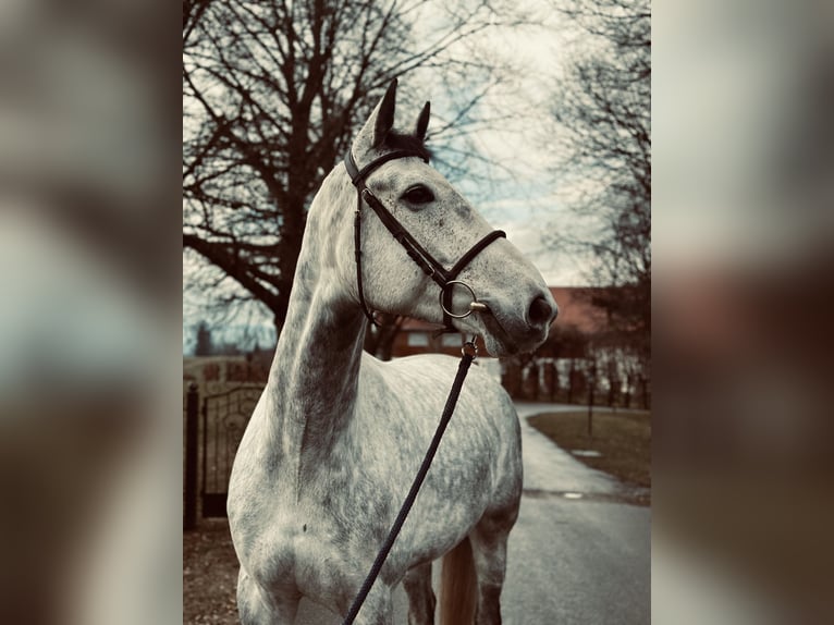 Deutsches Sportpferd Wallach 7 Jahre 172 cm Schimmel in Haldenwang