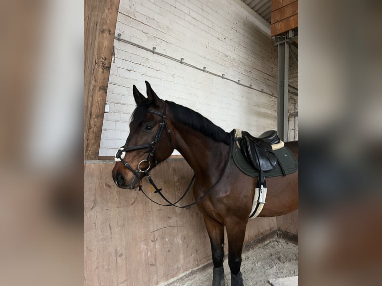 Deutsches Sportpferd Wallach 7 Jahre 172 cm  in Büttelborn