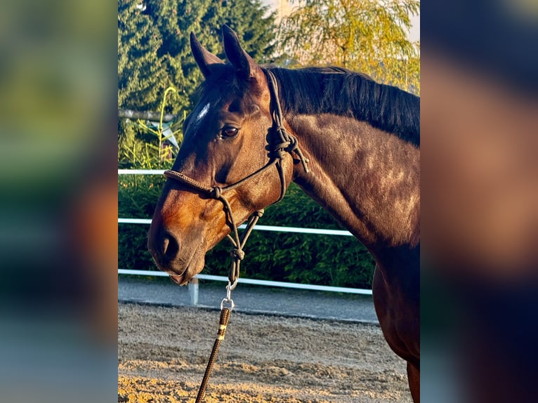 Deutsches Sportpferd Wallach 7 Jahre 172 cm in Luzern