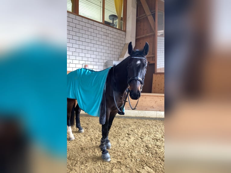 Deutsches Sportpferd Wallach 7 Jahre 172 cm in Luzern