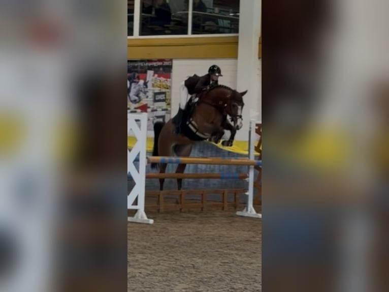 Deutsches Sportpferd Wallach 7 Jahre 173 cm Brauner in Dettighofen