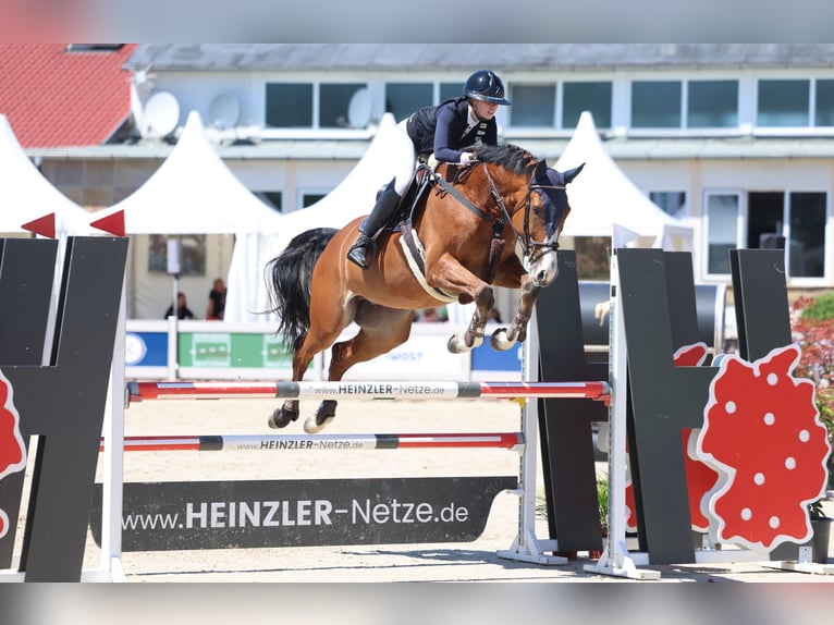 Deutsches Sportpferd Wallach 7 Jahre 173 cm Brauner in Dettighofen