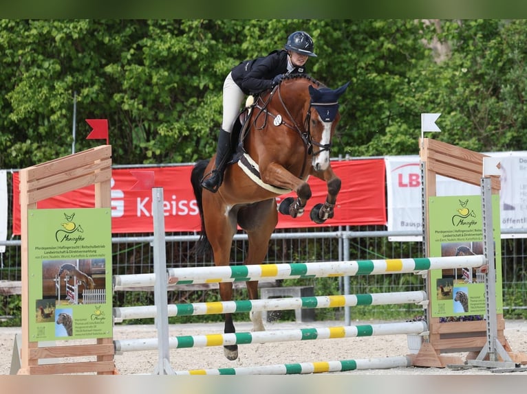 Deutsches Sportpferd Wallach 7 Jahre 173 cm Brauner in Susteren