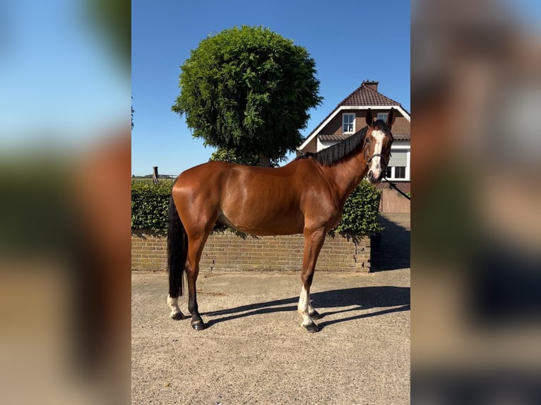 Deutsches Sportpferd Wallach 7 Jahre 173 cm Brauner in Susteren