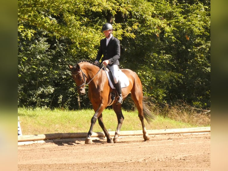 Deutsches Sportpferd Wallach 7 Jahre 173 cm Dunkelbrauner in Salzatal