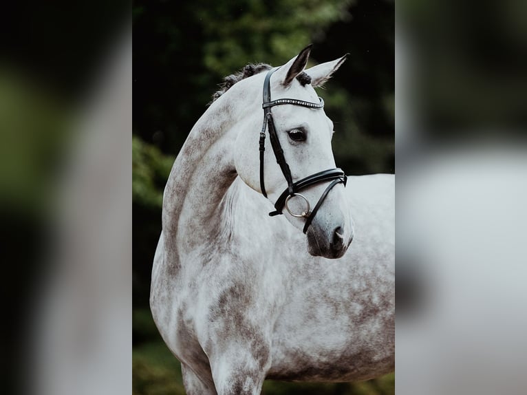 Deutsches Sportpferd Wallach 7 Jahre 173 cm Schimmel in Riedstadt