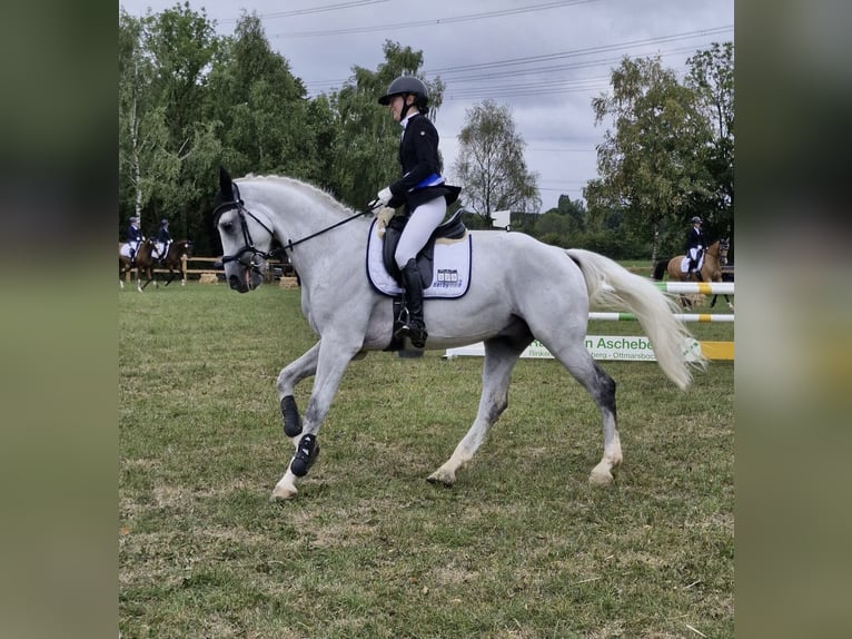 Deutsches Sportpferd Wallach 7 Jahre 173 cm Schimmel in Sendenhorst