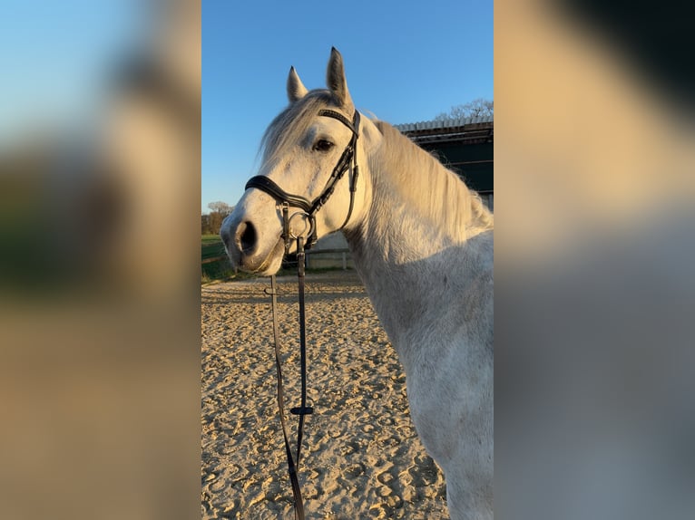 Deutsches Sportpferd Wallach 7 Jahre 173 cm Schimmel in Sendenhorst