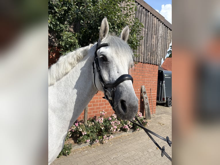 Deutsches Sportpferd Wallach 7 Jahre 173 cm Schimmel in Sendenhorst