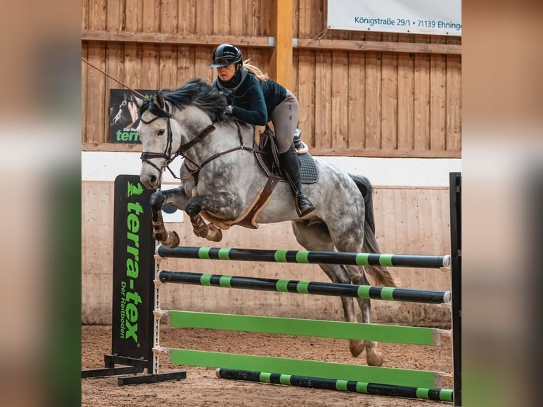 Deutsches Sportpferd Wallach 7 Jahre 173 cm Schimmel in Leonberg