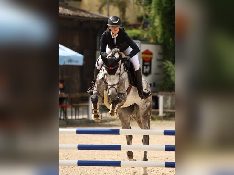 Deutsches Sportpferd Wallach 7 Jahre 173 cm Schimmel in Leonberg