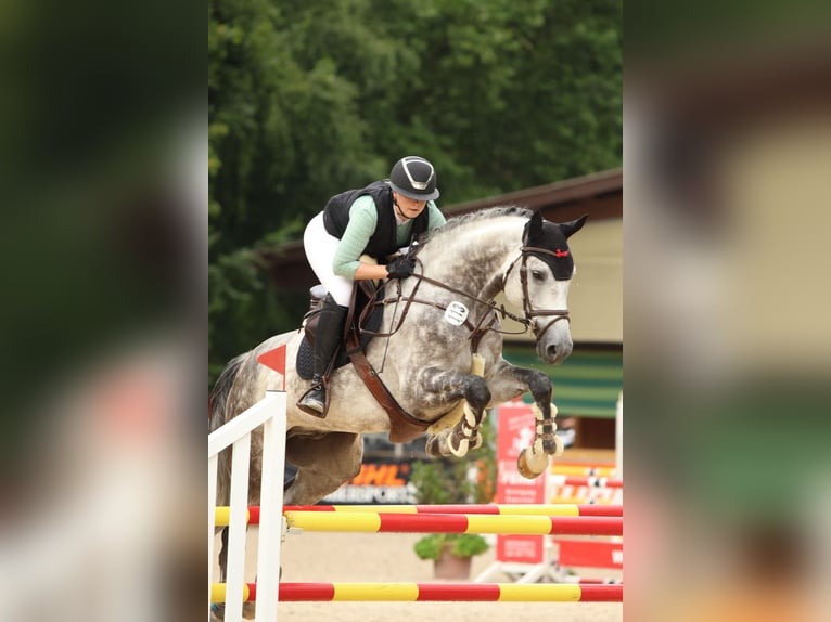 Deutsches Sportpferd Wallach 7 Jahre 173 cm Schimmel in Leonberg