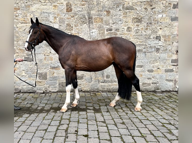 Deutsches Sportpferd Wallach 7 Jahre 173 cm in Seegebiet Mansfelder Land