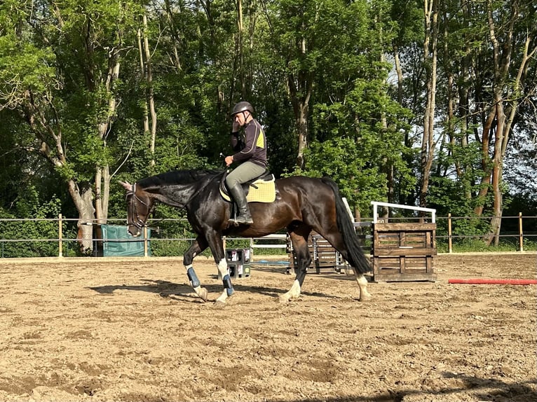 Deutsches Sportpferd Wallach 7 Jahre 173 cm in Seegebiet Mansfelder Land