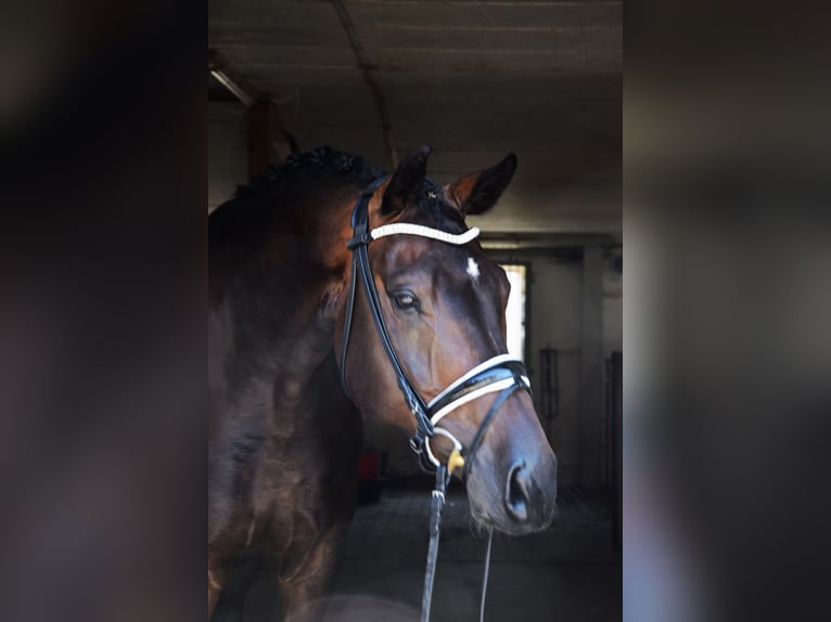 Deutsches Sportpferd Wallach 7 Jahre 174 cm Dunkelbrauner in Rettenberg