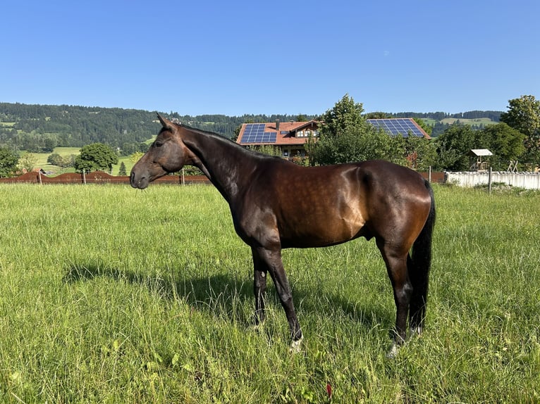 Deutsches Sportpferd Wallach 7 Jahre 174 cm Dunkelbrauner in Rettenberg