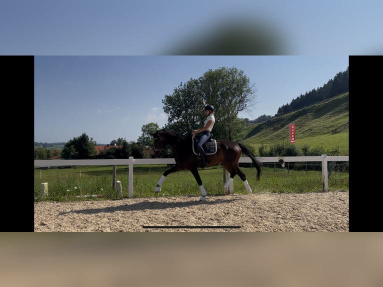 Deutsches Sportpferd Wallach 7 Jahre 174 cm Dunkelbrauner in Rettenberg