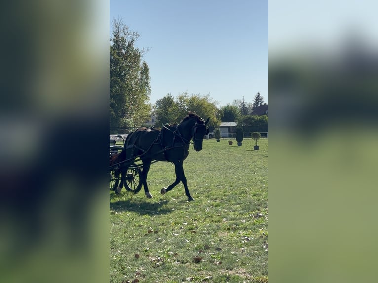 Deutsches Sportpferd Wallach 7 Jahre 174 cm Rappe in Kloster Lehnin