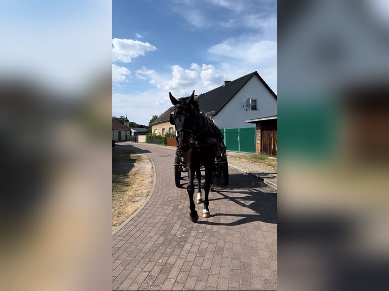 Deutsches Sportpferd Wallach 7 Jahre 174 cm Rappe in Kloster Lehnin