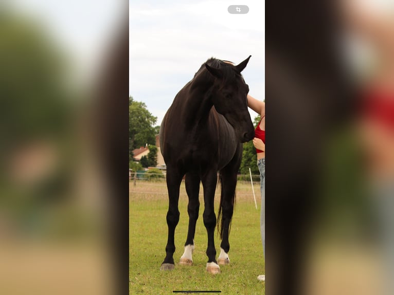 Deutsches Sportpferd Wallach 7 Jahre 174 cm Rappe in Kloster Lehnin