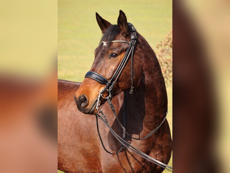 Deutsches Sportpferd Wallach 7 Jahre 175 cm Brauner in Graben