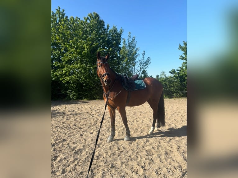 Deutsches Sportpferd Wallach 7 Jahre 175 cm Brauner in Pattensen