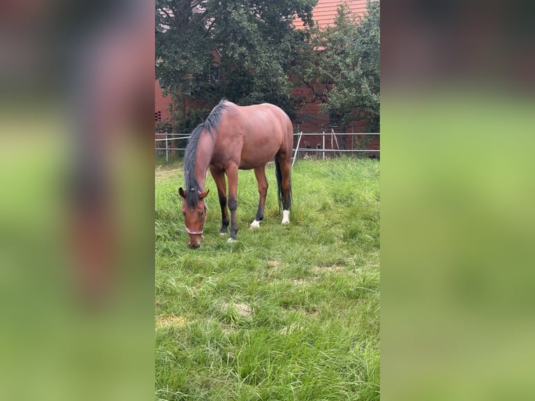 Deutsches Sportpferd Wallach 7 Jahre 175 cm Brauner in Pattensen