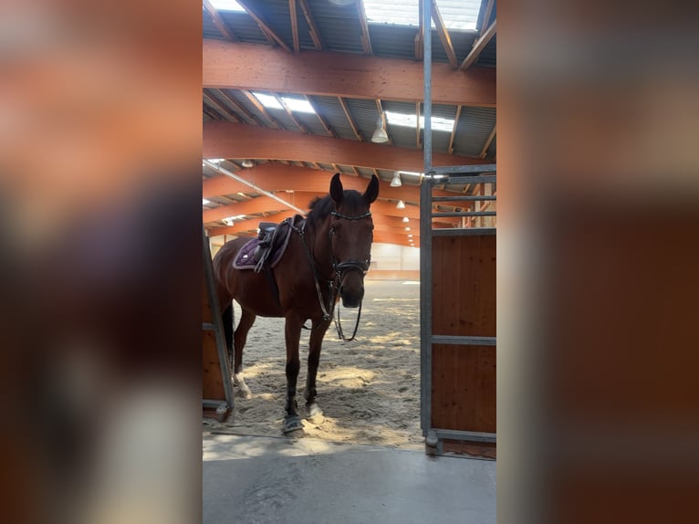 Deutsches Sportpferd Wallach 7 Jahre 175 cm Brauner in Pattensen