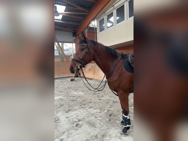 Deutsches Sportpferd Wallach 7 Jahre 175 cm Brauner in Pattensen