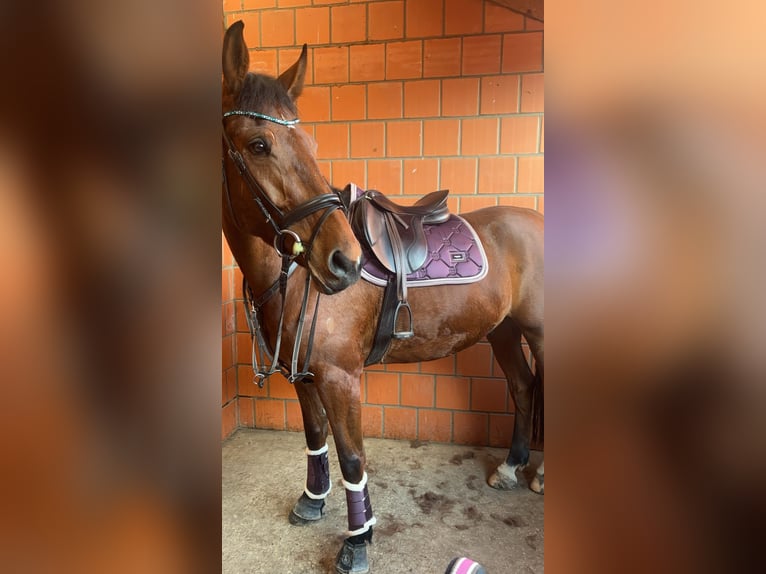 Deutsches Sportpferd Wallach 7 Jahre 175 cm Brauner in Pattensen