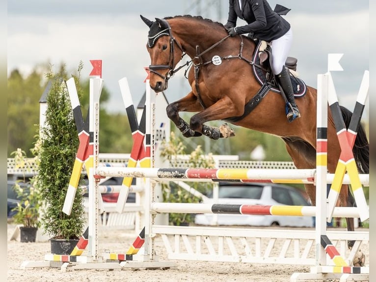 Deutsches Sportpferd Wallach 7 Jahre 175 cm Brauner in Wolfsburg