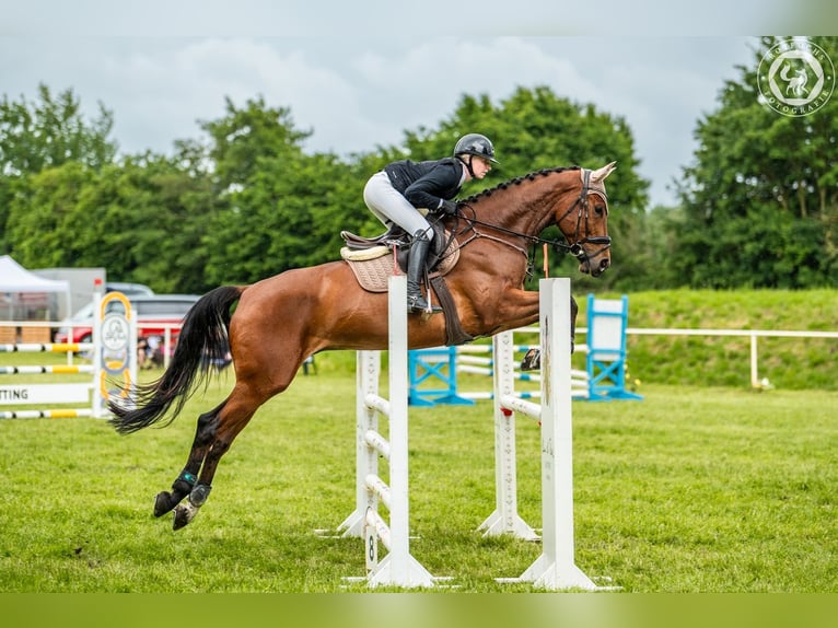 Deutsches Sportpferd Wallach 7 Jahre 175 cm Brauner in Wolfsburg